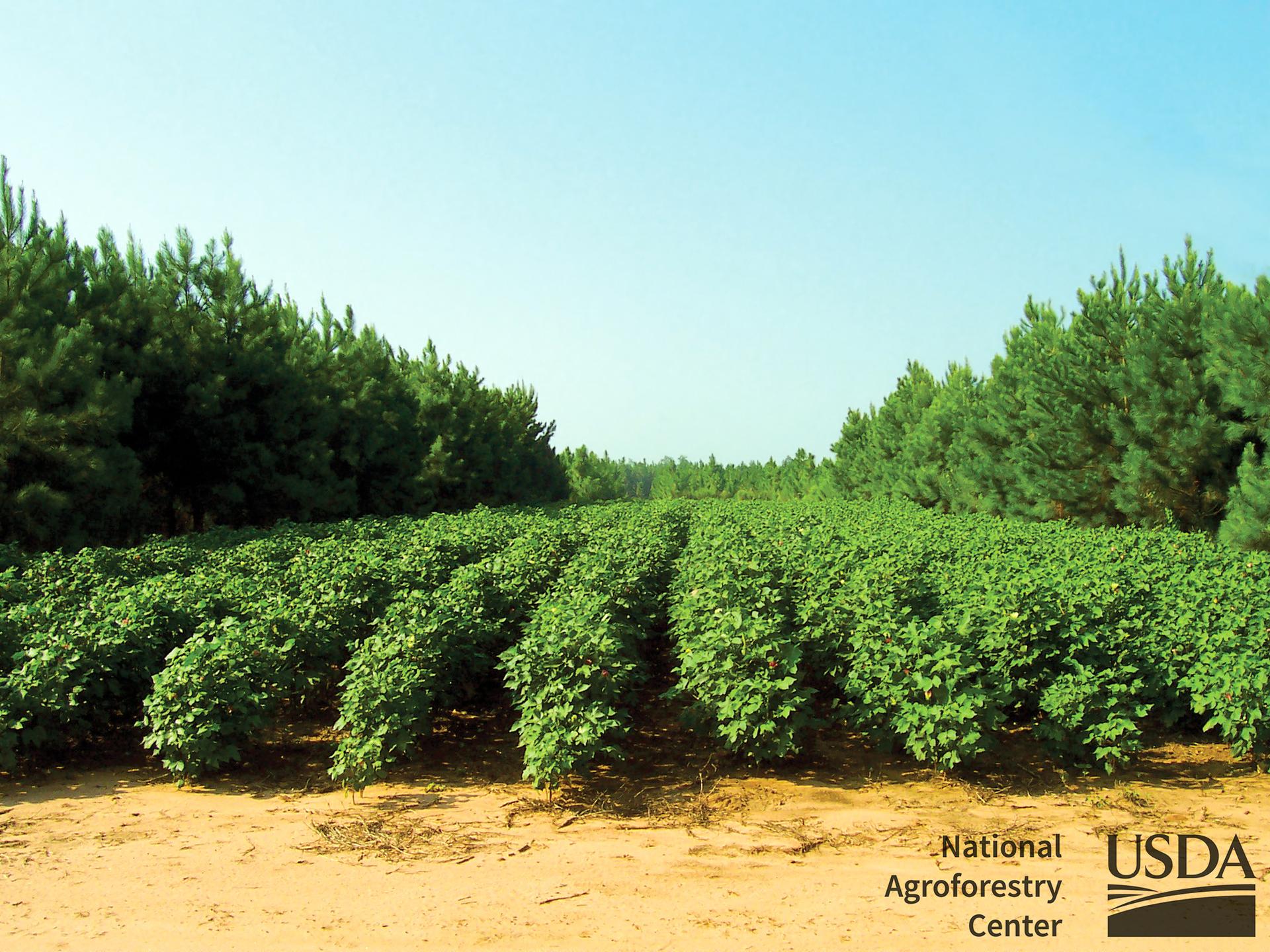 TreePlantation